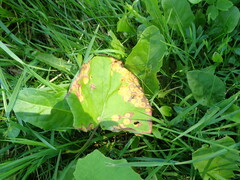 Puccinia poarum