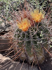Ferocactus emoryi rectispinus