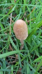 Panaeolopsis