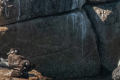 Histrionicus histrionicus