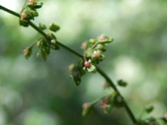 Rumex conglomeratus