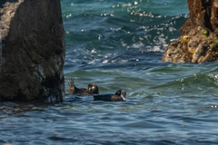 Histrionicus histrionicus