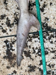 Carcharhinus brevipinna