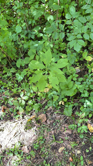 Eutrochium purpureum