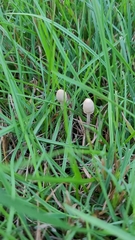 Panaeolopsis