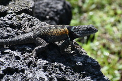 Sceloporus torquatus