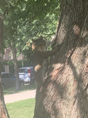 Sciurus carolinensis