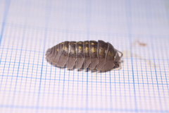 Armadillidium granulatum
