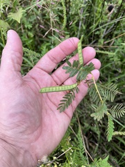 Chamaecrista fasciculata