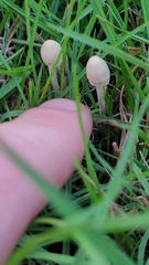 Panaeolopsis