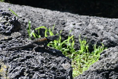 Sceloporus torquatus