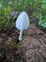 Coprinopsis nivea
