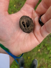 Juglans nigra