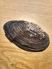 Pyganodon grandis