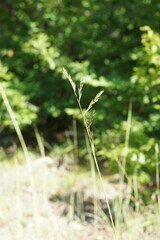 Cleistogenes serotina