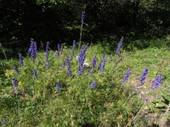 Delphinium fissum