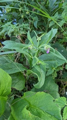 Symphytum officinale