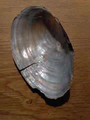 Pyganodon grandis
