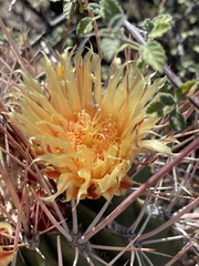 Ferocactus emoryi rectispinus