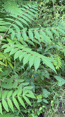Rhus glabra
