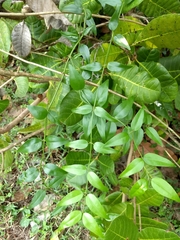 Jasminum multipartitum