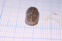 Armadillidium granulatum