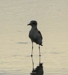 Charadrius mongolus