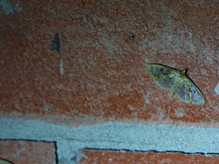 Herpetogramma thestealis