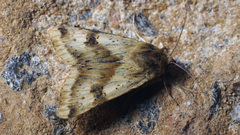 Heliothis adaucta