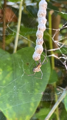 Mecynogea lemniscata