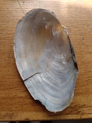 Pyganodon grandis