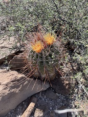 Ferocactus emoryi rectispinus