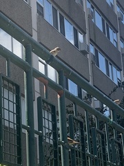 Passer domesticus