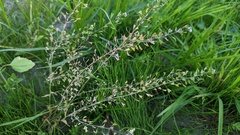 Capsella bursa-pastoris