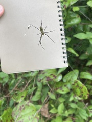 Trichonephila clavata