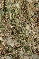 Cleistogenes serotina