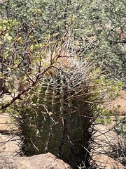 Ferocactus emoryi rectispinus
