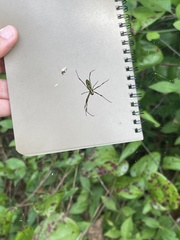 Trichonephila clavata