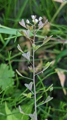 Capsella bursa-pastoris