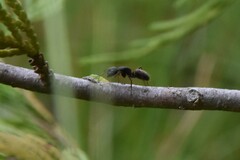 Camponotus