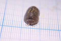 Armadillidium granulatum