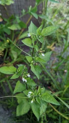 Solanum nigrum
