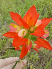 Castilleja indivisa