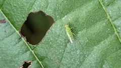 Blepharidopterus angulatus