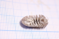 Armadillidium granulatum