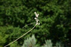 Allium flavum tauricum