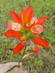Castilleja indivisa