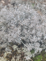 Cladonia rangiferina