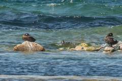 Histrionicus histrionicus