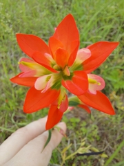 Castilleja indivisa